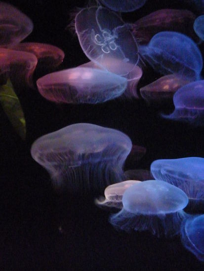 Der aufmerksame Leser wird schon bemerkt haben - wir sind jetzt im Aquarium!