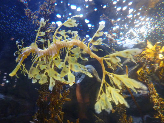 Seepferdchen - soooo suess!