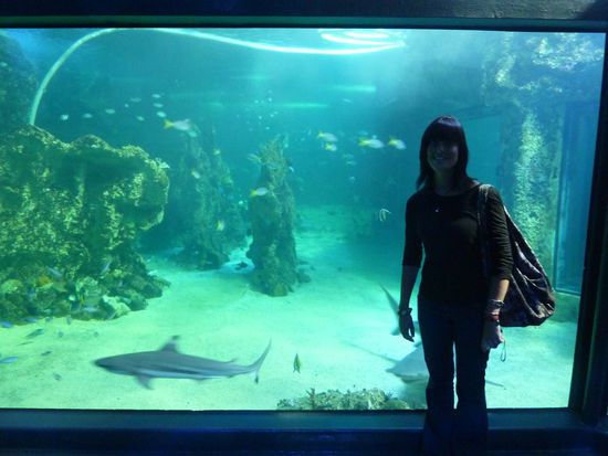 Haifischbecken - also eigentlich heisst das Great Barrier Reef Pool - aber ich will mir nicht eingestehen, dass ich an nem Ort tauchen war an dem die Viecher auch unterwegs sind!