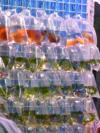 Eine ganze Strasse mit Fischlaeden! Sie taten uns zwar ein bisschen leid, aber da gab's mehr Sorten als bei uns im Zoo!
Hongonesen lieben Zierfische!