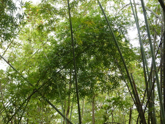 Bambuswald - wunderschoen! so schoen gruen!