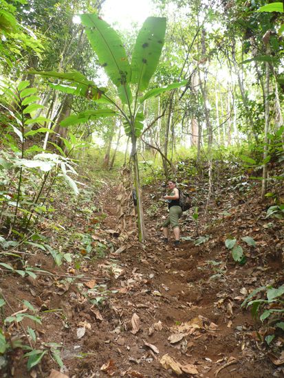 Und es ging noch weiter hoch...zum Teil auf allen Vieren!
Ah, da ist uebrigens eine Bananenpflanze 
