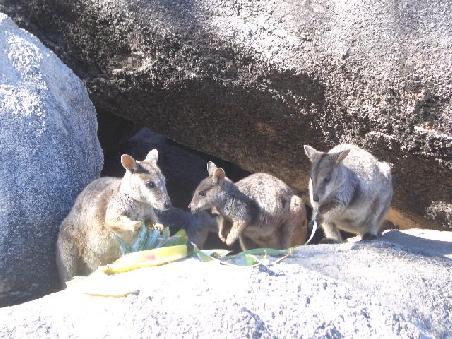 Rockwallabies fuettern