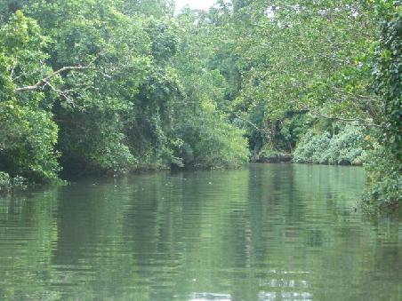 Daintree River