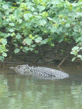 Salzwasser Crocs gibts dort auch!