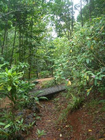 Daintree Nationalpark