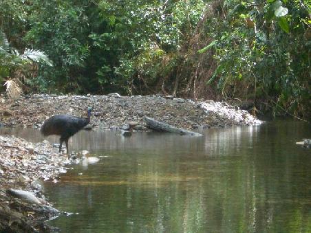 Ein Cassowary am Mossman George.
Das ist eine seltene Australische Tierart die nur in der Gegend um Cairns zu finden ist. Sehr scheue und angriffslustige Tiere.