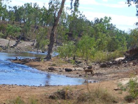 Dingo am Creek.