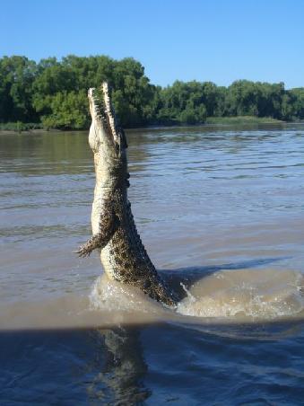 "Crocodile jumping tour"....