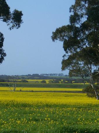 gruen, gelb, blau - die Farben auf Kangaroo Island.