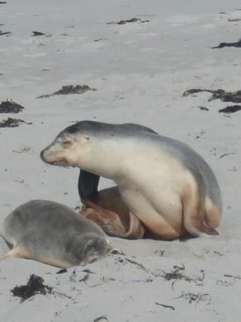 Australische Seals @ Seal Bay.
Von denen gibt es leider nicht mehr wirklich viele.