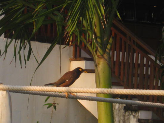 Auch dieser Vogel scheint den Sonnenaufgang zu
genießen.