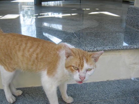 ein Tempeltiger faucht in mein camera.