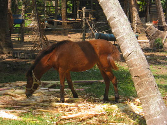 Mitten im Palmenwald,
ein Pferd beim grasen.