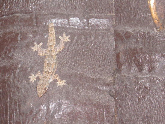Gecko auf der Jagd,