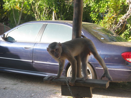 Halbstarker raudau bruder
