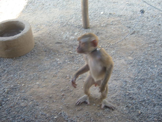 dieser affe ist in der Ausbildung zum Kokosnusspflüger