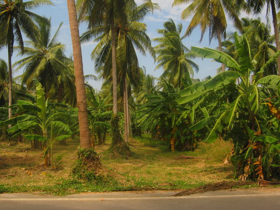 Rings um und in Bankrut-Kokospalmen ohne Ende