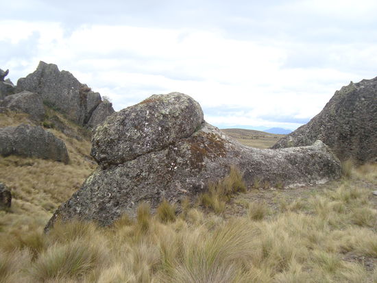 eine Riesenschnecke im Steinwald...
