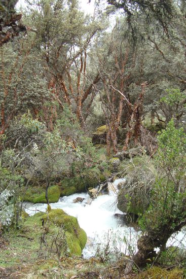 Bach der immer grösser wird auf unserem Weg zur Laguna 69