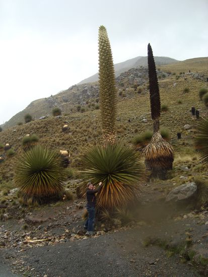 Puya Raimondi Pflanze mit Zwerg 