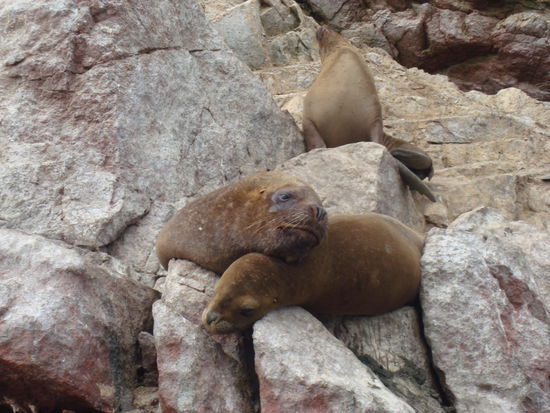 Seelöwen auf Las Ballestas