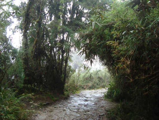 Tag 3 des Inca-Trails war in dieser tollen Natur