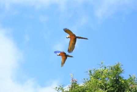 wunderschöne Parrots