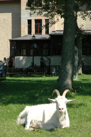 Zum Haus Poraj gehören 8 Hekter Land, also Parkanlage, Wald und 3 Teiche