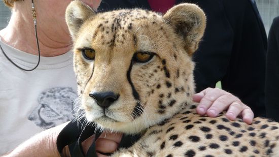 Spier - Geparden Center