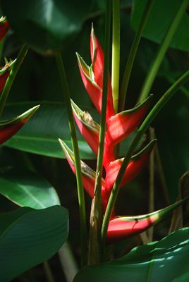 Schöne Pflanzenwelt im botanischen Garten