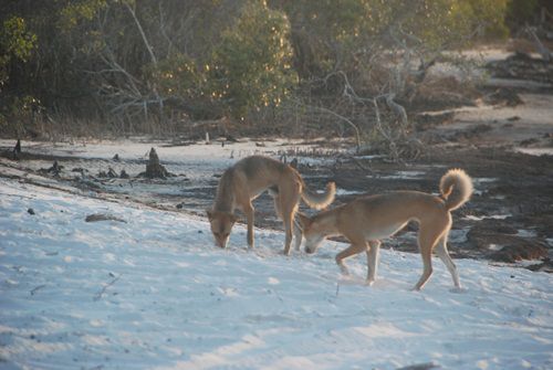 Süß, aber nicht ganz ungefährlich....die Dingos....von denen es hier auf Fraser Island viele gab