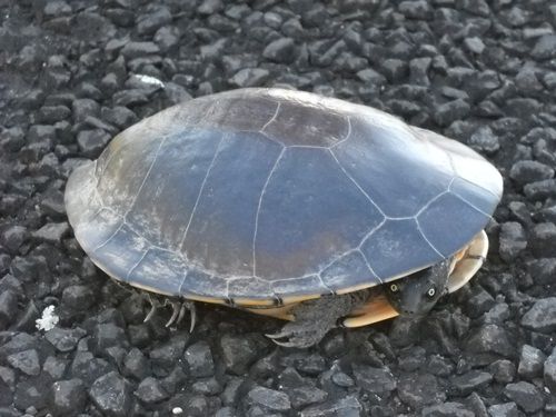 Saß einfach so auf der Straße und versperrte uns den Weg