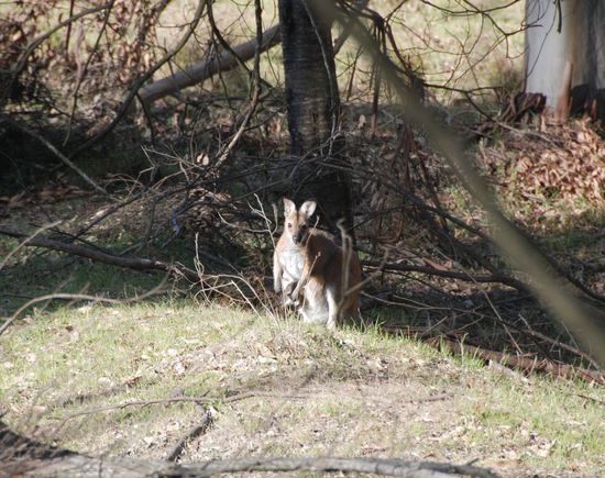 Mit Baby in Beutel...
