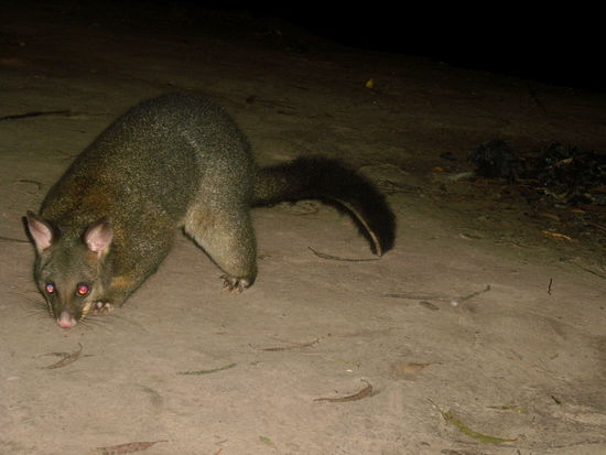 unser gefährlicher Nachtbesuch....