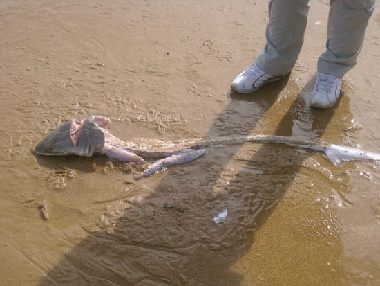 Es gibt hier doch Haie...und wie der aussieht, gibts sogar noch größere