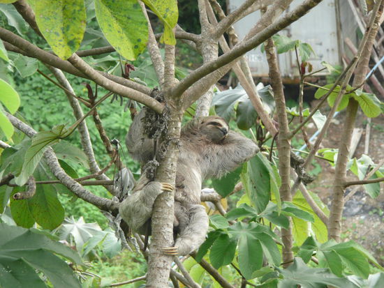von der Terasse vom Restaurant.. so lebt es sich also in Costa Rica 