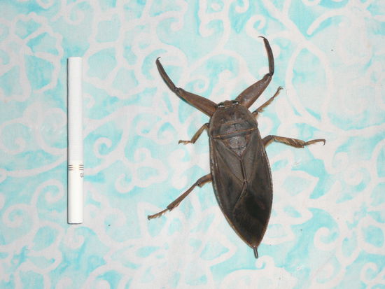 Nachtangriff von was auch immer das ist..