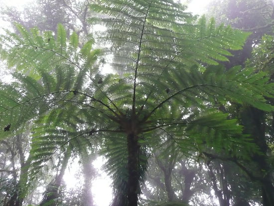 Nebelwald in Monteverde