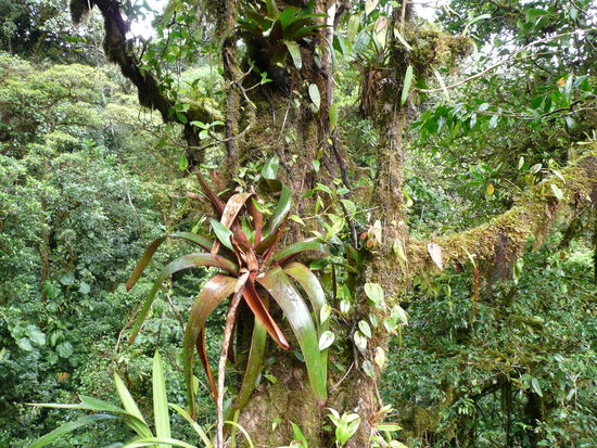 hunderte von anderen Pflanzen wachsen auf den Baeumen..