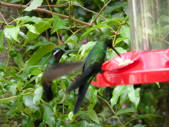 Kolibrigarten in Monteverde..