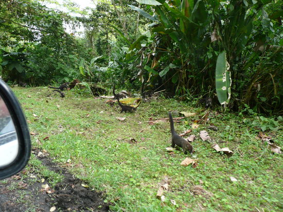 auf dem Weg nach La Fortuna..  keine Ahnung was das fuer Tierchen sind..