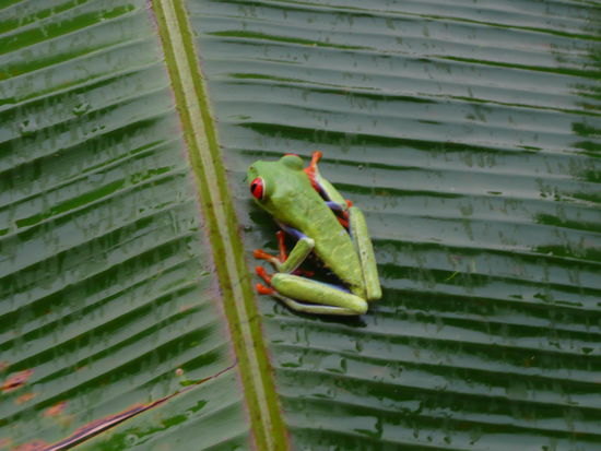 wen wunderts das dieses Tier ROTAUGENFROSCH heisst