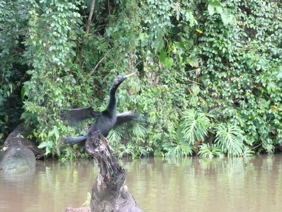 Der Schlangenhalsvogel macht uns zuliebe eine Vorstellung