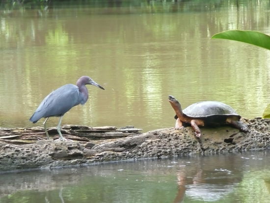 waere der Reiher lieber eine Schildkroete?