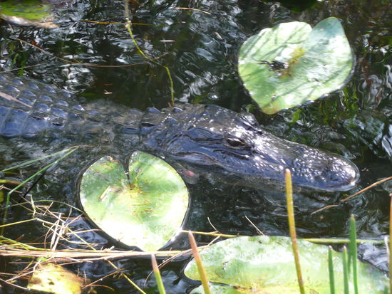 woooaaaaaiiiiiiii ALIGATOR!! 