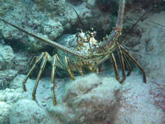 neii und diae tierli no wellae aessae?? 