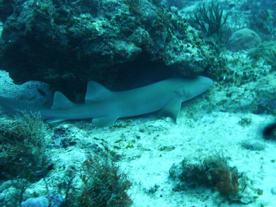 schlafend gseht dae bullshark ja wuerklich niedlich us, noed?