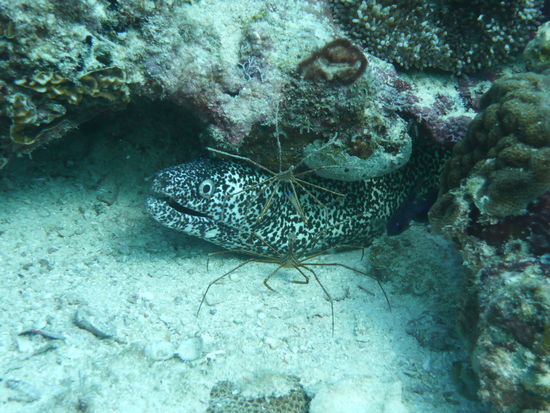 welles lebewese isch schoener? 