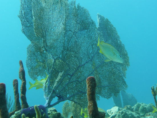 woooooooooooooooowww, so schoen chans si..